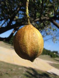            Fruit (Pink Variegated, Winter Haven, FL)   