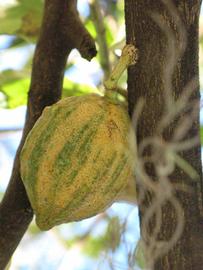            Fruit (Pink Variegated, Winter Haven, FL)   