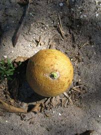            Fruit (Pink Variegated, Winter Haven, FL)   