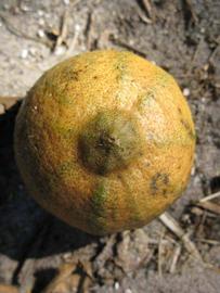            Fruit (Pink Variegated, Winter Haven, FL)   