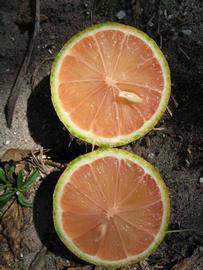            Fruit cross-section (Pink Variegated, Winter Haven, FL)   