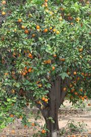            Habit (Riverside, CA)   
