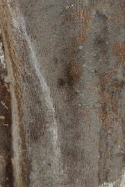            Bark (Riverside, CA)   