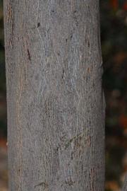              Bark (Riverside, CA)       