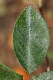              Unifoliolate leaf (Riverside, CA)       
