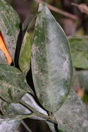              Unifoliolate leaf (Riverside, CA)       
