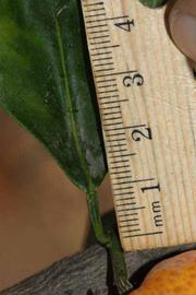              Unifoliolate leaf (Riverside, CA)       