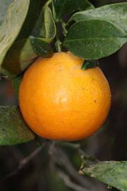            Fruit (Riverside, CA)   