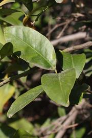              Sun leaves (Riverside, CA)       