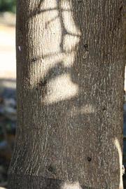            Bark (Riverside, CA)   