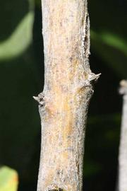              Second - third year twig (Riverside, CA)       