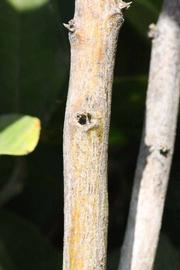              Second - third year twig (Riverside, CA)       