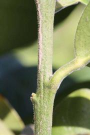            First year twig (Riverside, CA)   