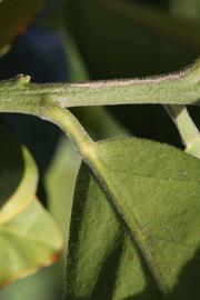            First year twig (Riverside, CA)   