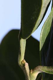              Petiole (Riverside, CA)       