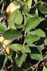              Sun leaves (Riverside, CA)       