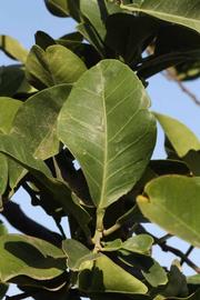              Unifoliolate leaf (Riverside, CA)       