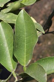              Unifoliolate leaf (Riverside, CA)       
