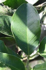              Unifoliolate leaf (Riverside, CA)       