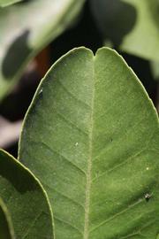              Margin (Riverside, CA)       