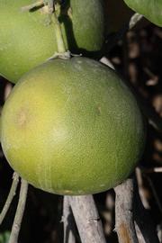            Immature fruit (Riverside, CA)   