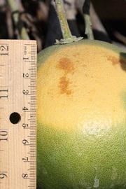            Fruit (Riverside, CA)   