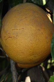            Fruit (Riverside, CA)   