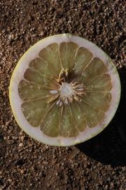           Fruit cross-section (Riverside, CA)   