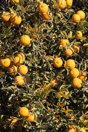            Habit (Riverside, CA)   