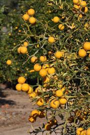            Fruit (Riverside, CA)   