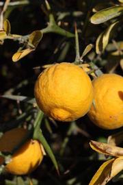            Fruit (Riverside, CA)   