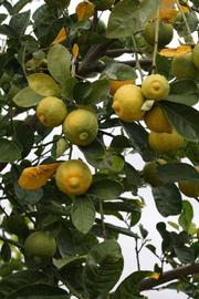            Fruit (Riverside, CA)   