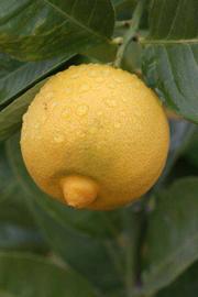            Fruit (Riverside, CA)   