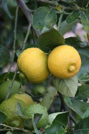            Fruit (Riverside, CA)   