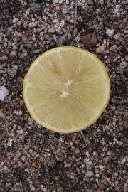            Fruit cross-section (Riverside, CA)   