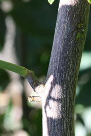              Second - third year twig (Riverside, CA)       