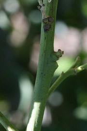            First year twig (Riverside, CA)   