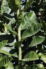              Sun leaves (Riverside, CA)       