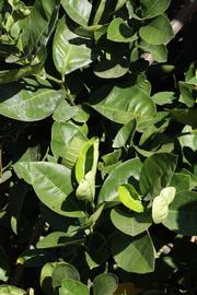              Sun leaves (Riverside, CA)       