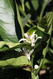              Flower (Riverside, CA)       