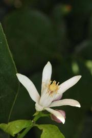              Flower (Riverside, CA)       