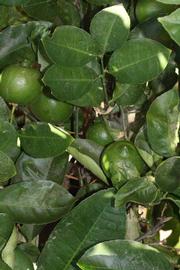             Shade leaves (Riverside, CA)       