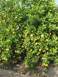            Habit (Riverside, CA)   