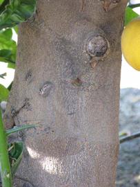              Bark (Riverside, CA)       