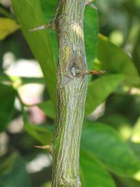              Second - third year twig (Riverside, CA)       