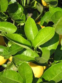              Sun leaves (Riverside, CA)       