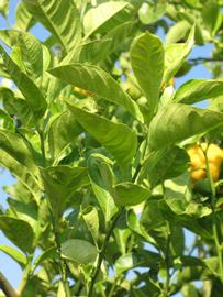              Sun leaves (Riverside, CA)       