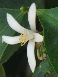              Flower (Riverside, CA)       