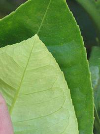              Margin (Riverside, CA)       