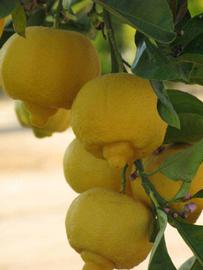            Fruit (Riverside, CA)   